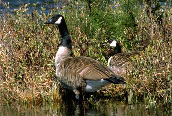 Canadian Goose