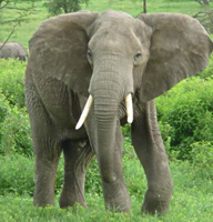 Elephant