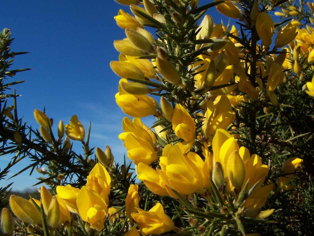 Gorse