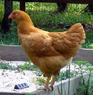 Hen