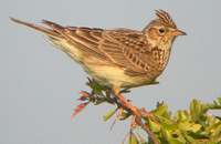 Skylark