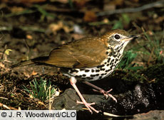 Thrush