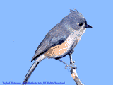 Titmouse